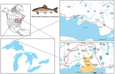 A 30-Year Study of Impacts, Recovery, and Development of Critical Effect Sizes for Endocrine Disruption in White Sucker (Catostomus commersonii) Exposed to Bleached-Kraft Pulp Mill Effluent at Jackfish Bay, Ontario, Canada